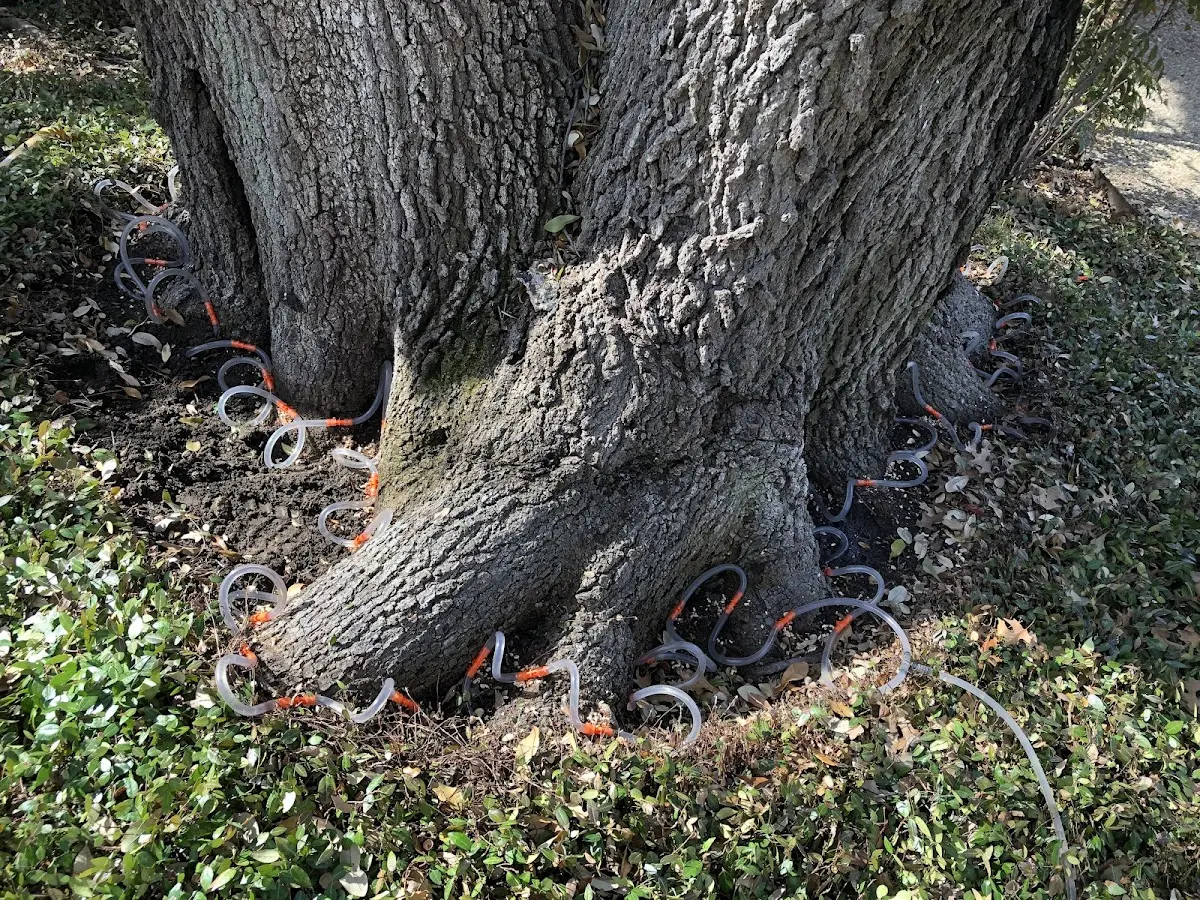 Detailed Tree Cabling and Bracing job site in Tuckerman