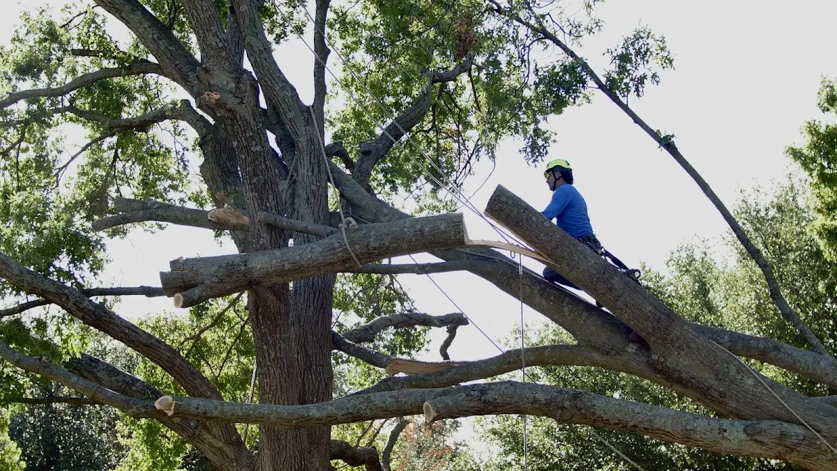 Professional Hazardous Tree Removal performed by certified arborists in Tuckerman